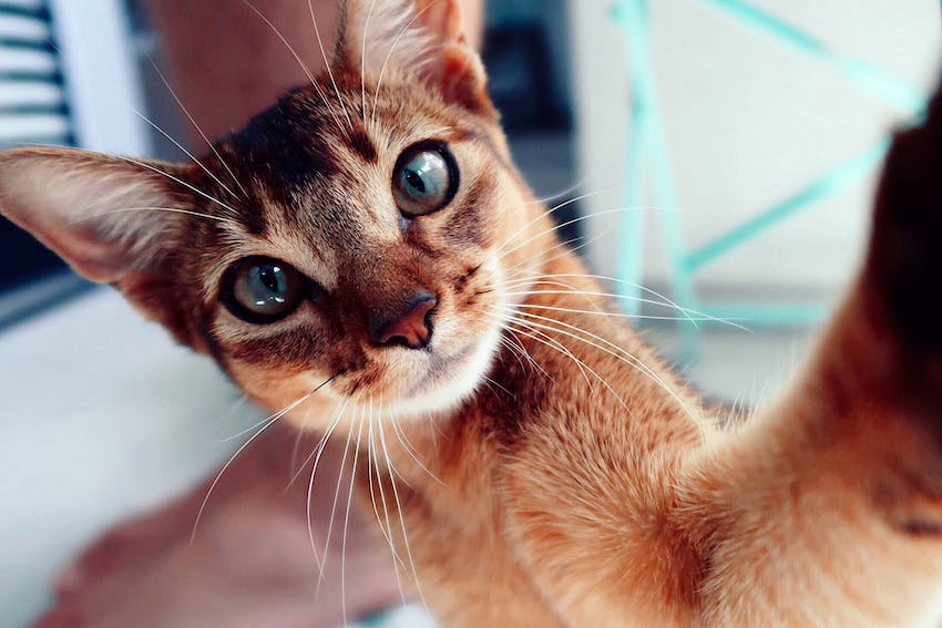 Close-up of an Abyssinian cat reaching forward