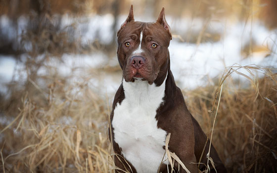 Brown and white American Pit Bull sitting in tall dry grass.
