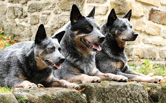 Three Heeler dogs sitting in a row.