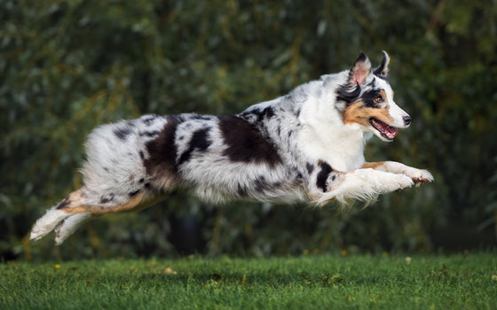 An Aussie dog leaping through the air showing the breed's athleticism.