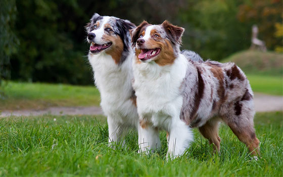 cards All About the Australian Shepherd
