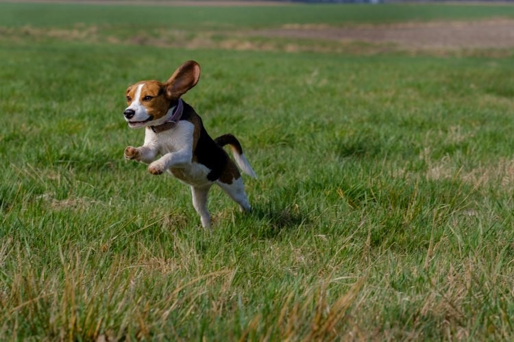 Beagle dog running outside