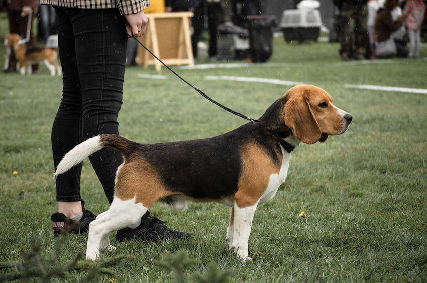 A beagle posing at a dog show with handler
