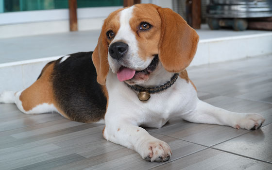 A happy Beagle with a bell collar laying legs out on a gray floor.