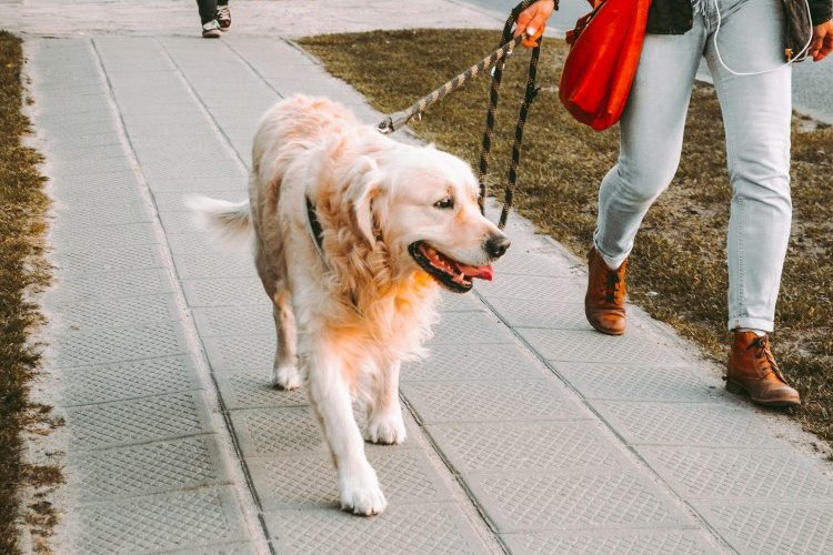 Happy dog walking with owner outside