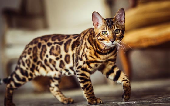 cards What is a Bengal Cat? Breed Facts & Care Tips