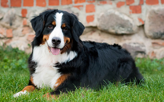 Happy Bernese Mountain Dog laying outdoors in green grass.