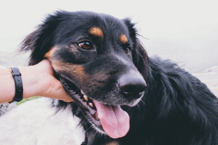 Close up of a black dog with brown facial markings getting pet on the neck