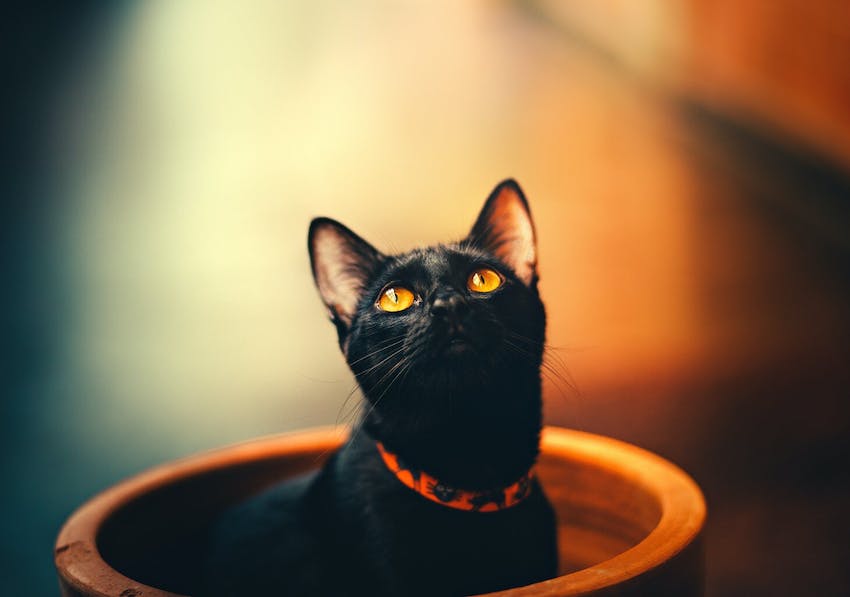 Black cat in a Halloween collar looking up out of a pot
