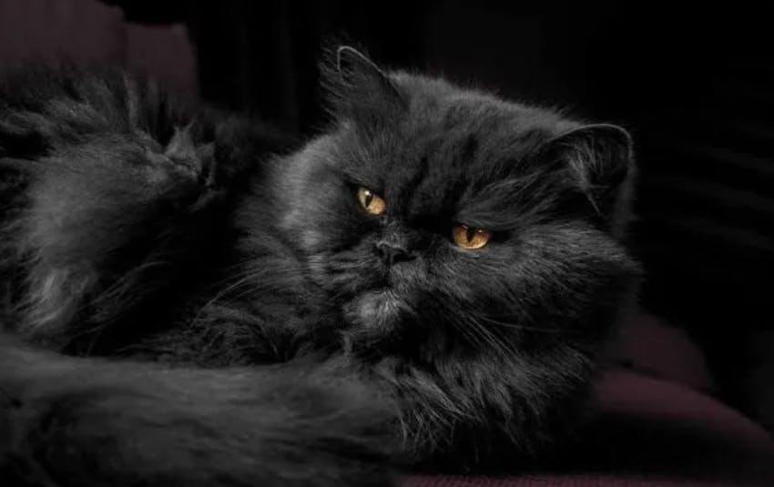 Black cat with signs of matted fur.