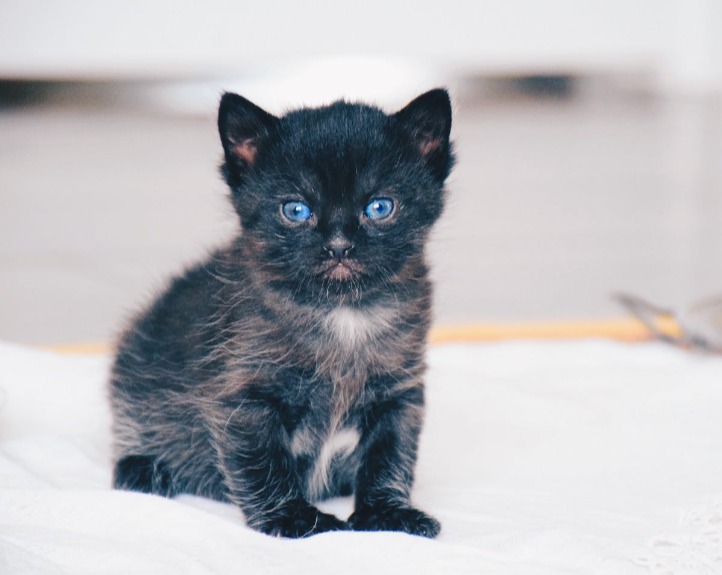 Front view of a black and white kitten with blue eyes