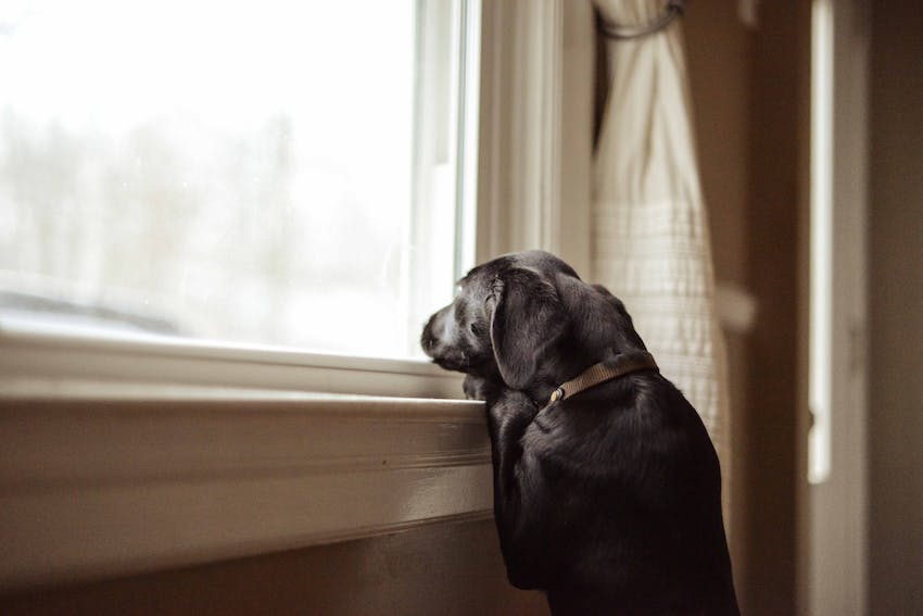 Black dog looking out of a house window