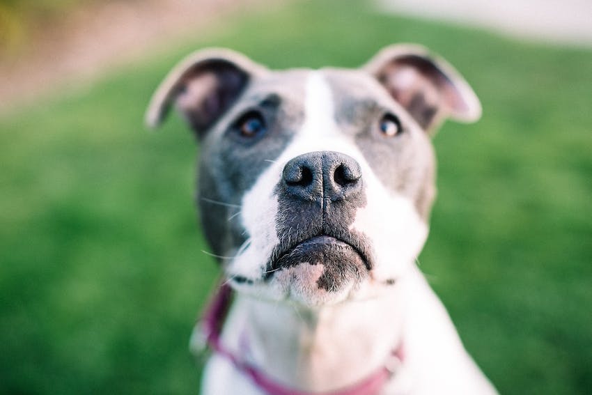 Pitbull dog sitting outdoors in the sun