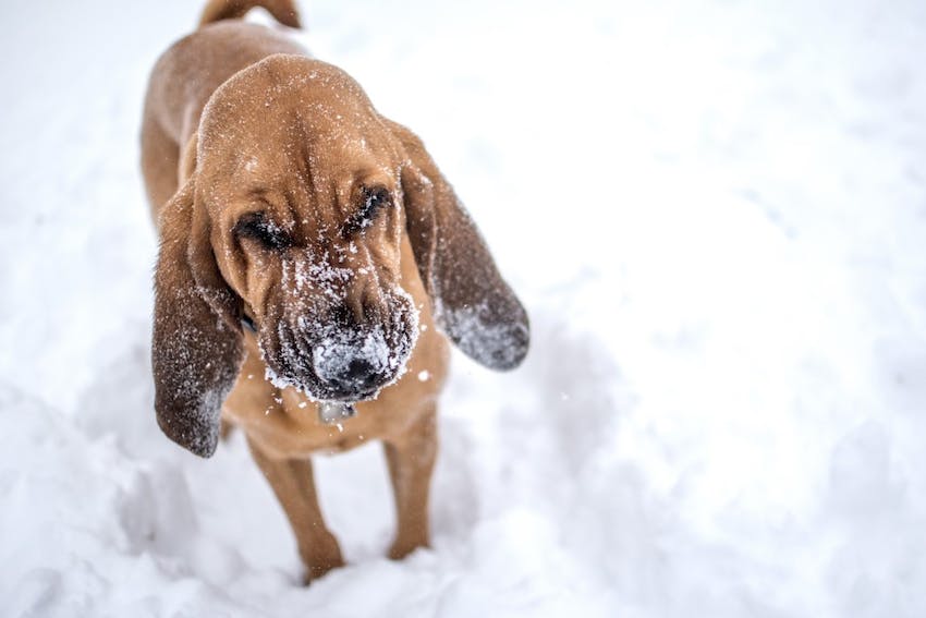 Dog standing in the winter snow squinting with snow on its face