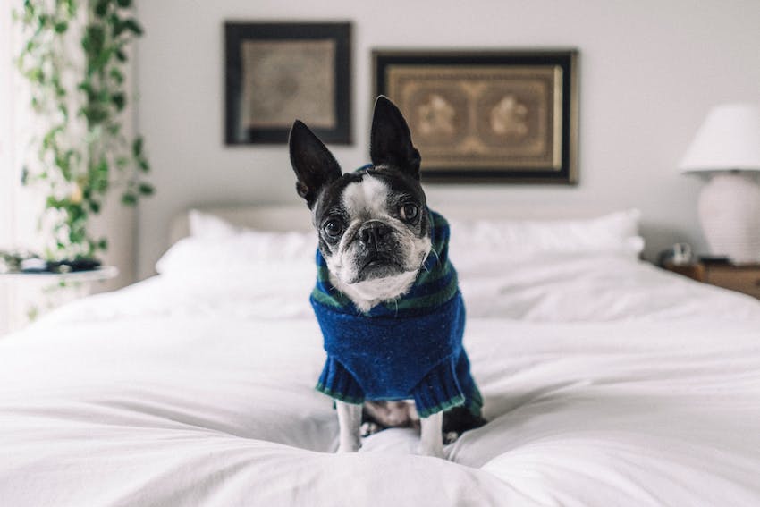 A small dog sitting on a bed wearing a sweater to stay warm in winter.