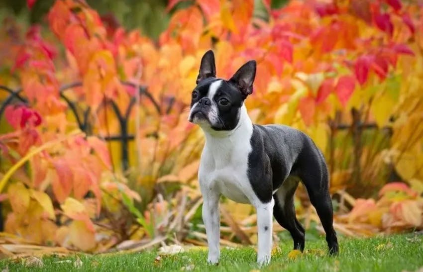 A Boston terrier standing in front of orange and red flowers on grass
