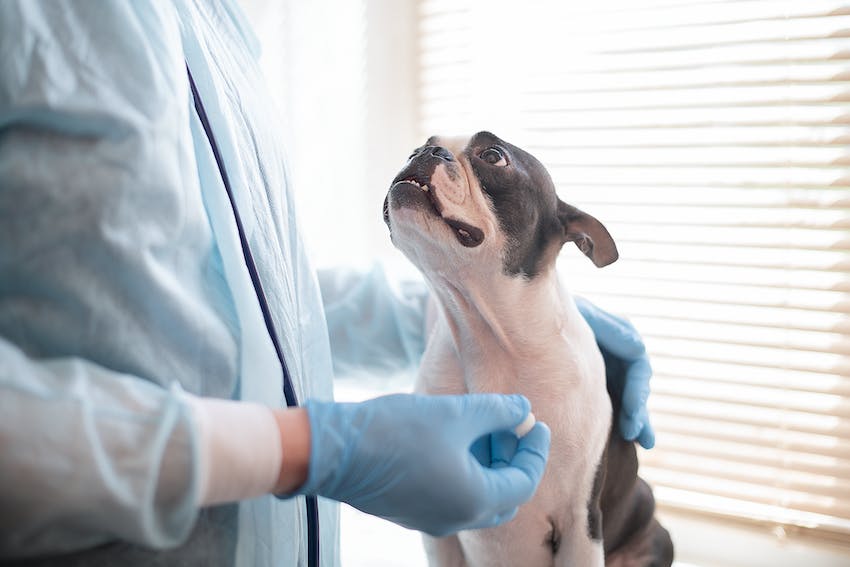 Young Boston terrier dog looking up at a veterinarian with a thankful expression.