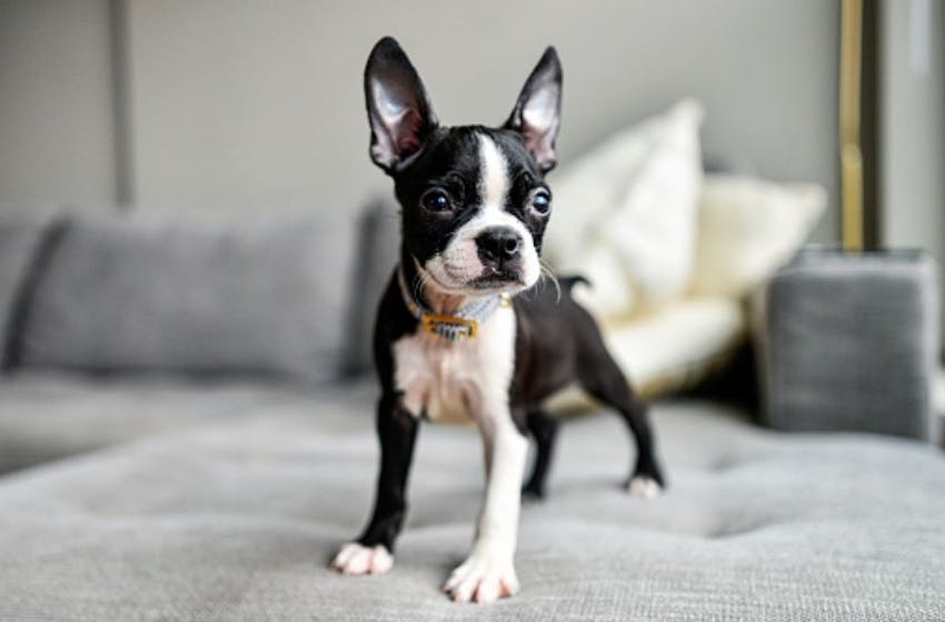 A Boston terrier standing on a gray couch