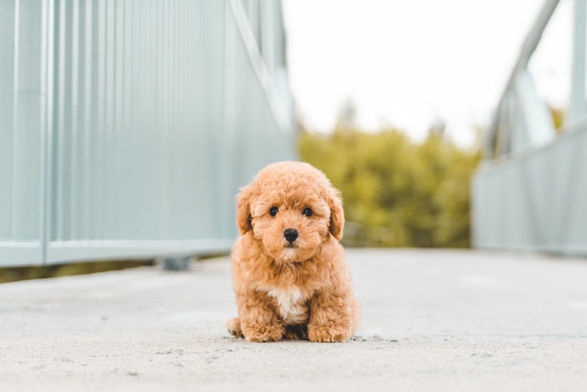 A brown poodle puppy on a concrete walkway