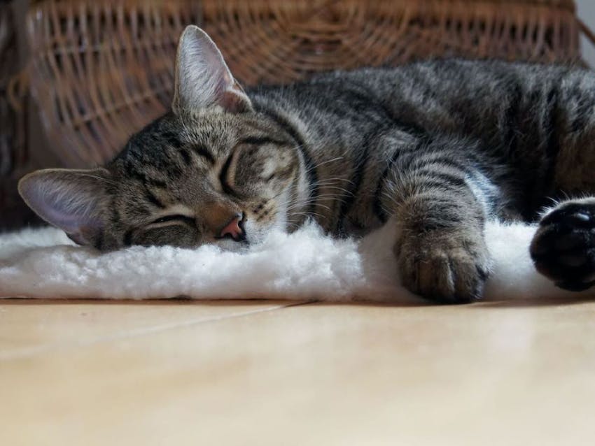 Tabby cat asleep on a white fuzzy blanket