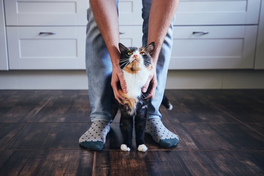 Calico cat standing inside with pet owner.