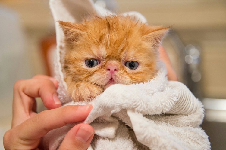 kitten wrapped in towel after bath