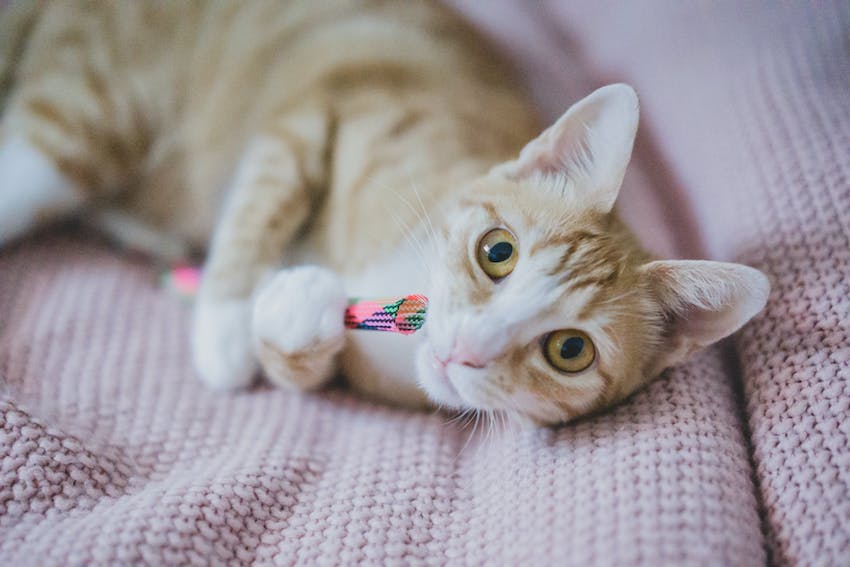 Short hair cat with toy on blanket.