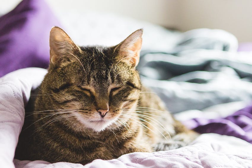 A cat laying in the daytime with eyes shut on white and purple bedding
