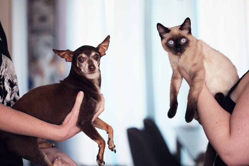 Two humans hold up a chihuahua and a siamese cat next to each other