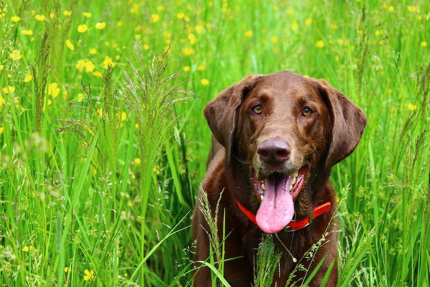 Chocolate labrador retriever in a red collar standing in between tall grass with yellow flowers.