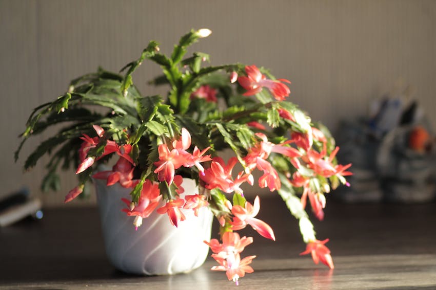 Non-toxic Christmas cactus plant in a white face in sunlight.