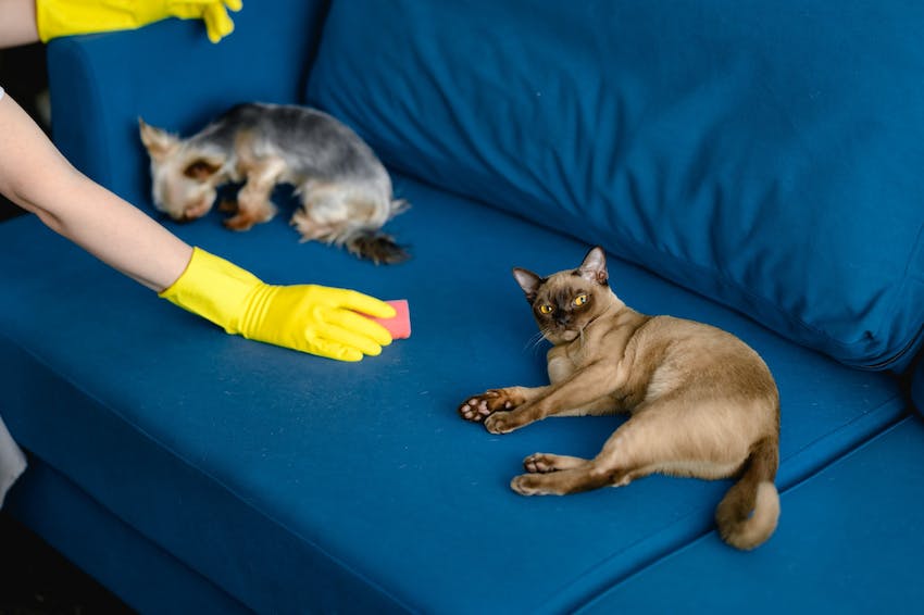 A human wearing yellow gloves trying to clean a blue couch between where a small dog and cat are laying