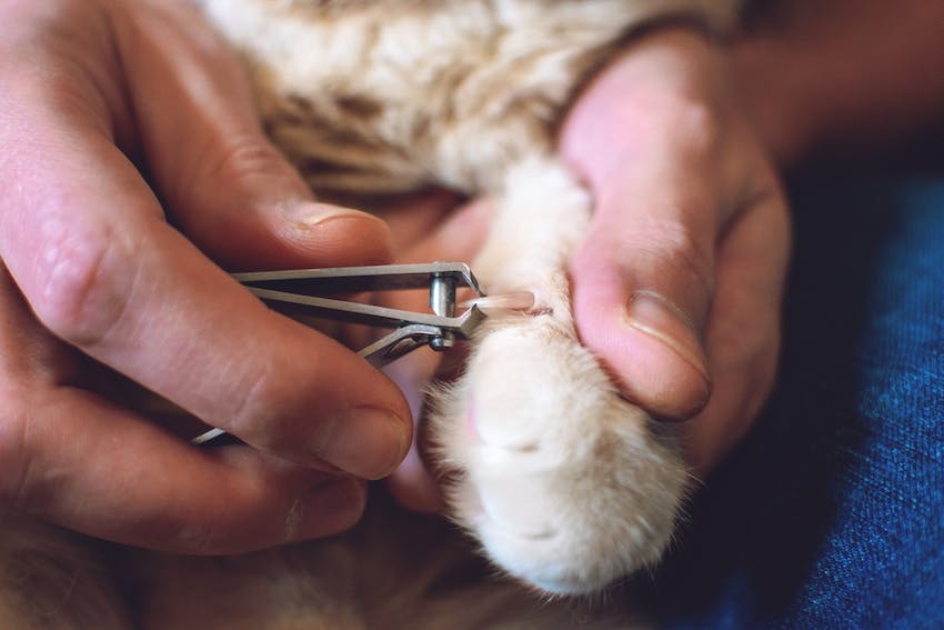 Close up of a cat's claws getting trimmed with clippers at home