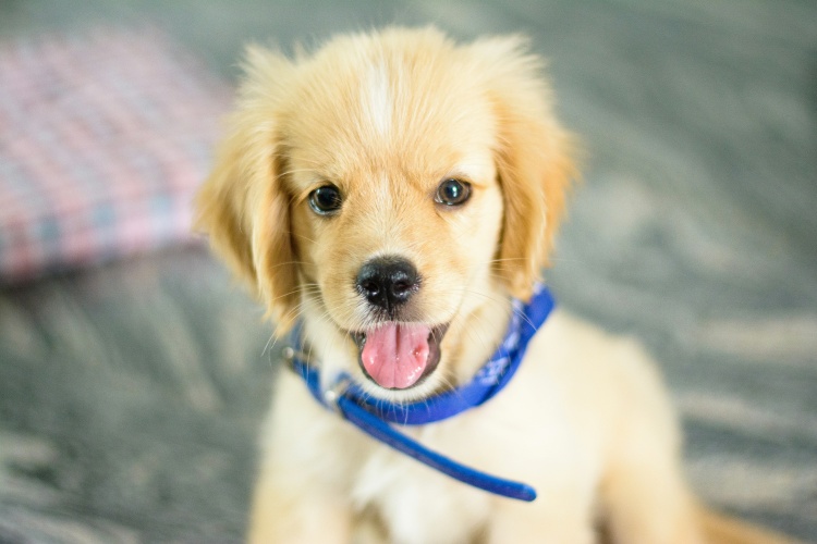 golden puppy with blue collar