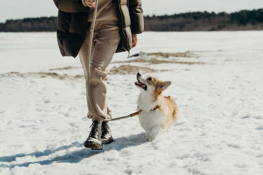 A corgi dog walking in the snow with its pet owner that could use some winter dog gear as a Christmas gift.