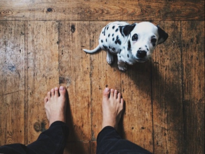 Small dalmatian puppy sitting on a wood floor at pet owner's feet and looking up