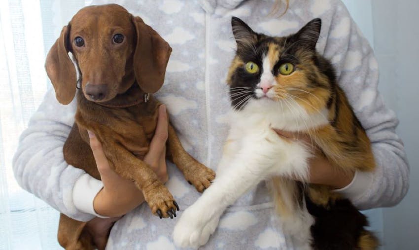 A pet owner in a onesie holding a brown dog and a calico cat in their arms.