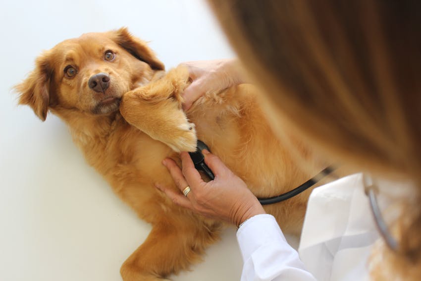 A mixed breed dog gets examined by a veterinarian with a stethoscope