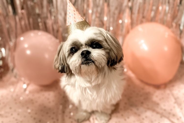 Small dog with birthday balloons
