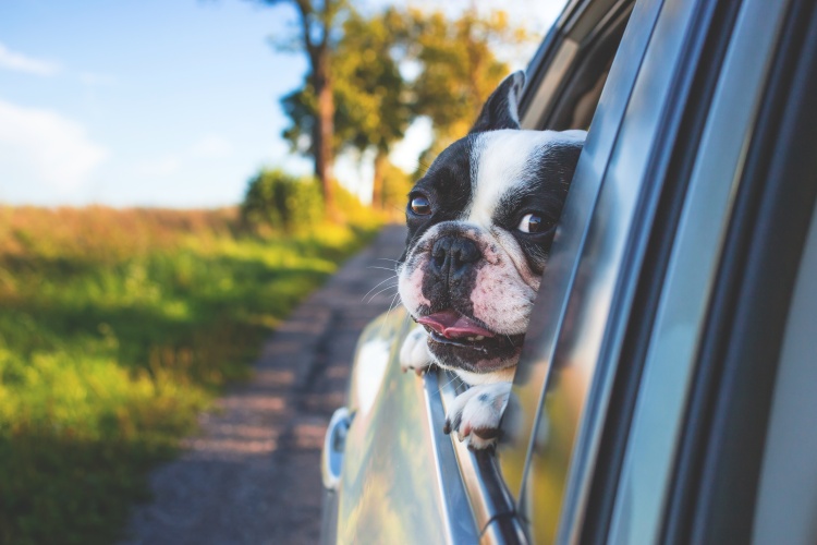 dog driving in car to the vet