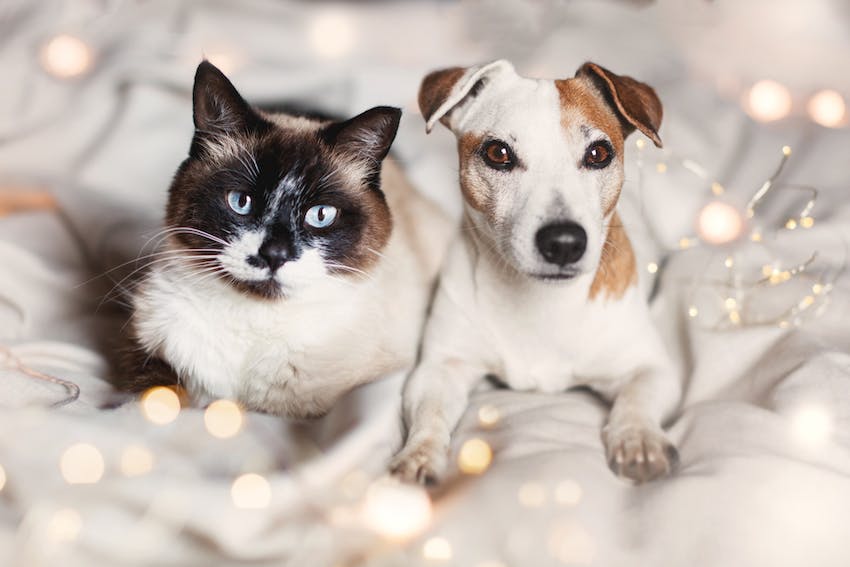 A dog and a cat posing together for a photo surrounded by fairy lights