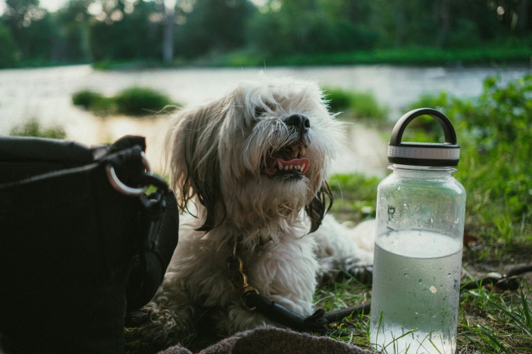 Dog Dehydration Treatment & Prevention
