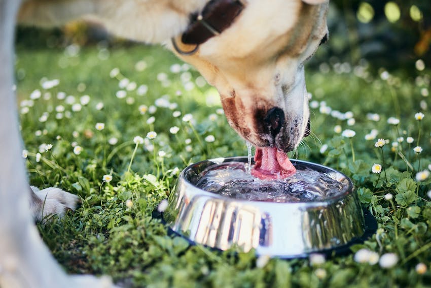 A yellow lab dog drinking from a water bowl.
