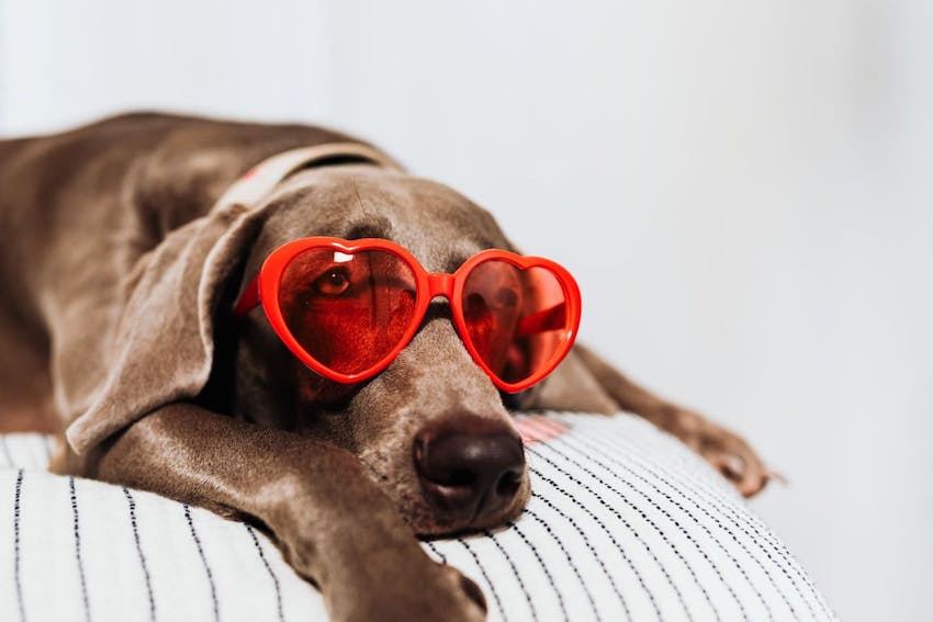 A dog laying on a couch wearing red heart-shaped glasses