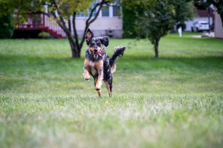 Dog running in back yard