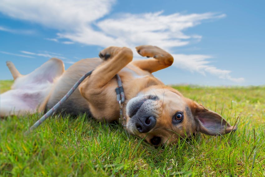 Dog laying back stomach up on a green field in the sun