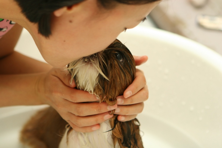 person gently bathing a small dog
