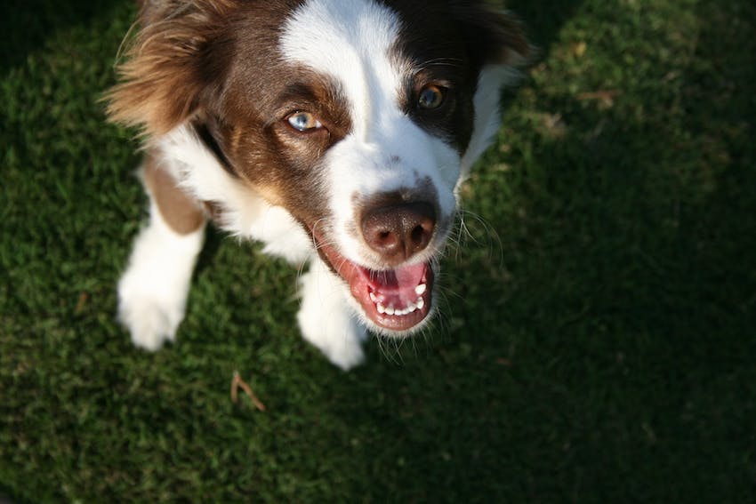 A dog standing on green grass showing off good pet dental health with white teeth.