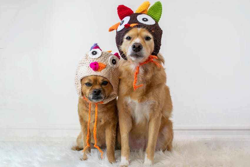 Two brown dogs wearing Thanksgiving turkey hats and sitting side by side.