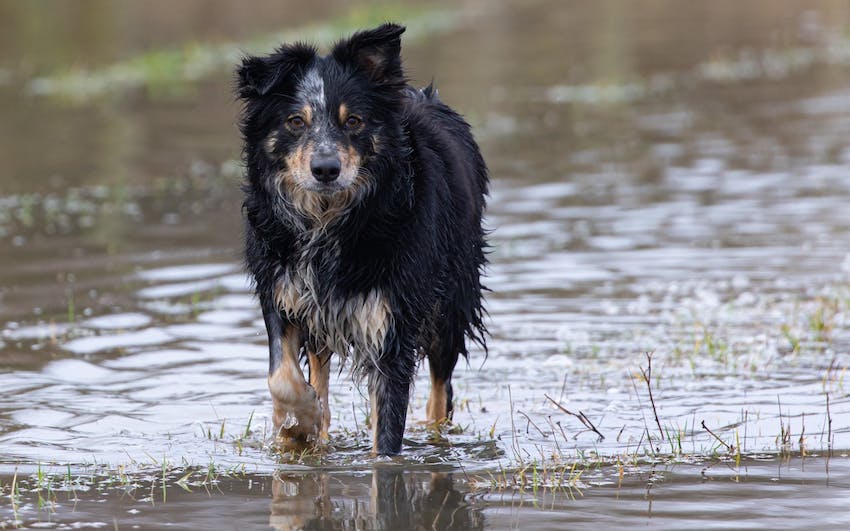 Black dog walking in rain and muddy water